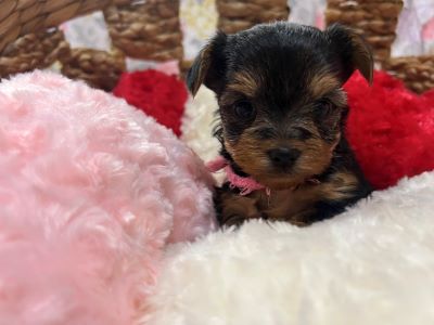 ヨーキー子犬
