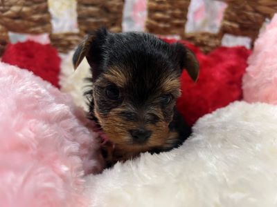 ヨーキー子犬