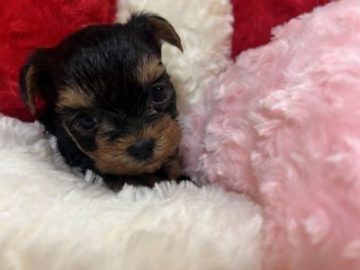 ヨーキー子犬