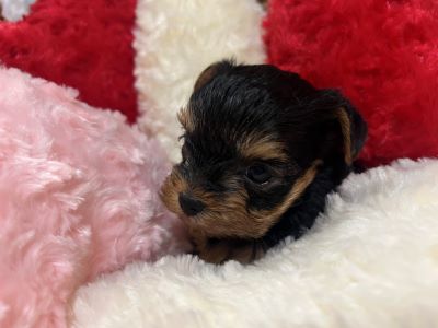 ヨーキー子犬
