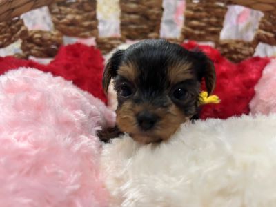 ヨーキー子犬