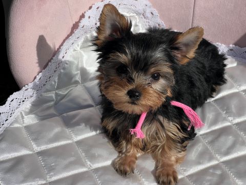 ヨーキー子犬