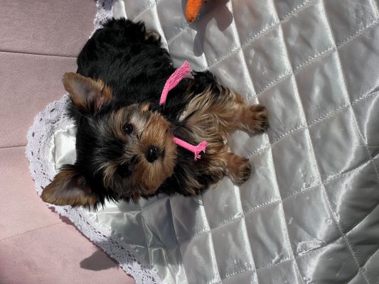 12月13日生まれの次女のちょこちゃん