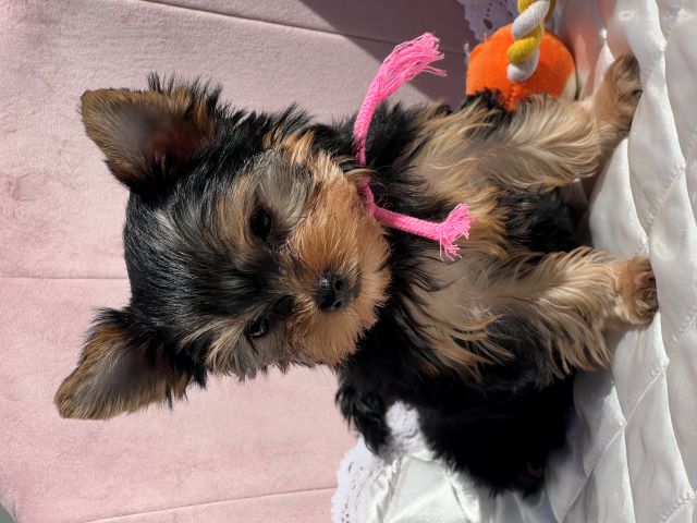 ヨーキー子犬