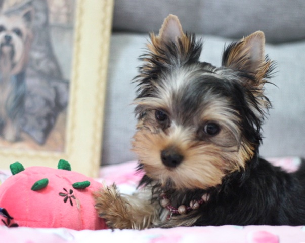 ヨーキー子犬