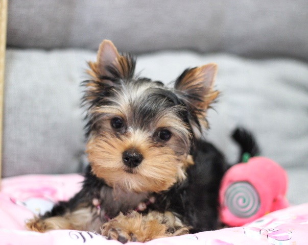 ヨーキー子犬