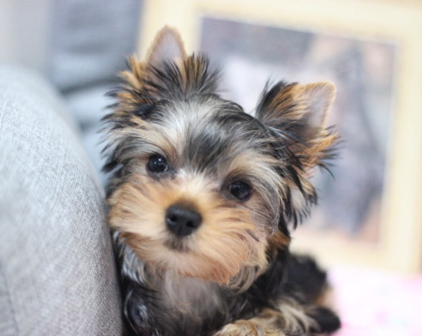 4月29日生　みどりちゃん🍀売約済🍀