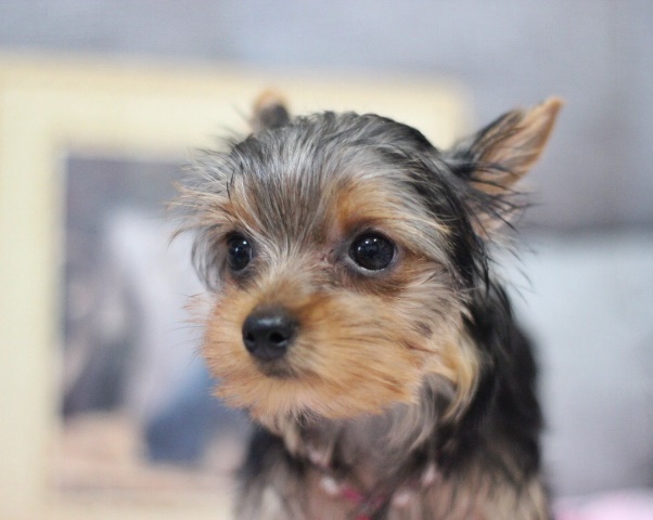 ヨーキー子犬