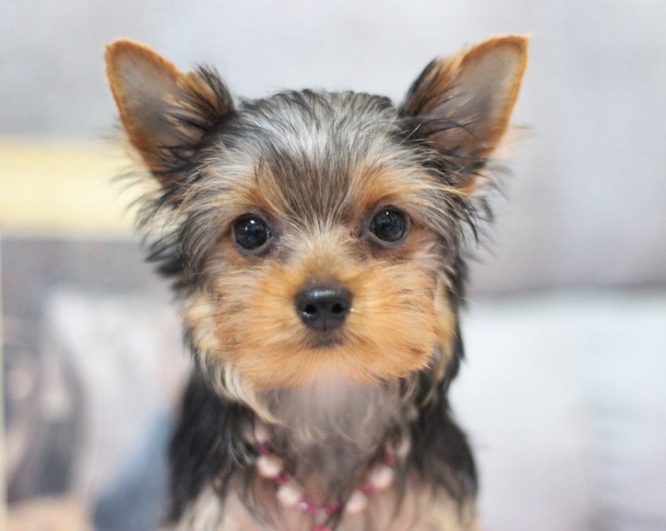 4月29日生　なごみちゃん🍀売約済🍀