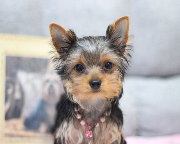 ヨーキー子犬