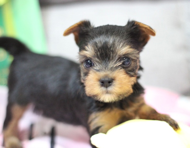 ヨーキー子犬