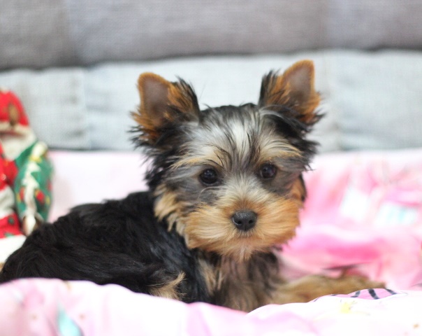 8月21日生　あおいちゃん 🍀売約済🍀