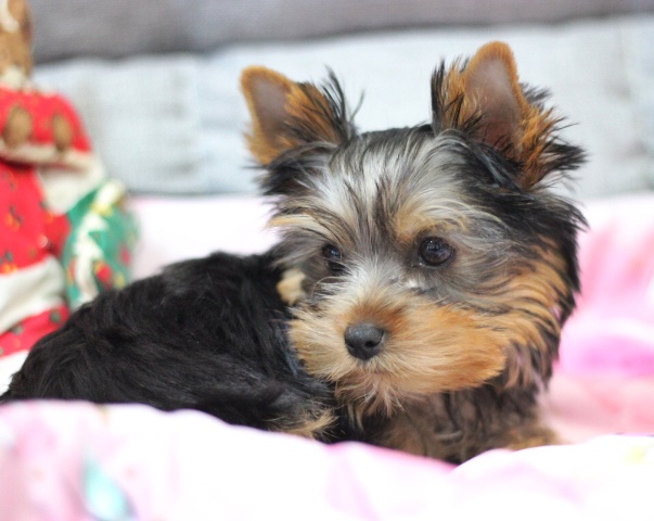 ヨーキー子犬