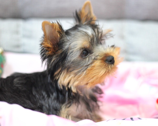 ヨーキー子犬