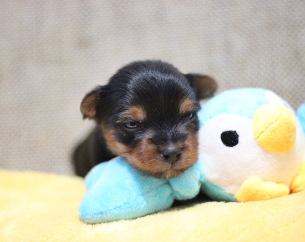 ヨーキー子犬