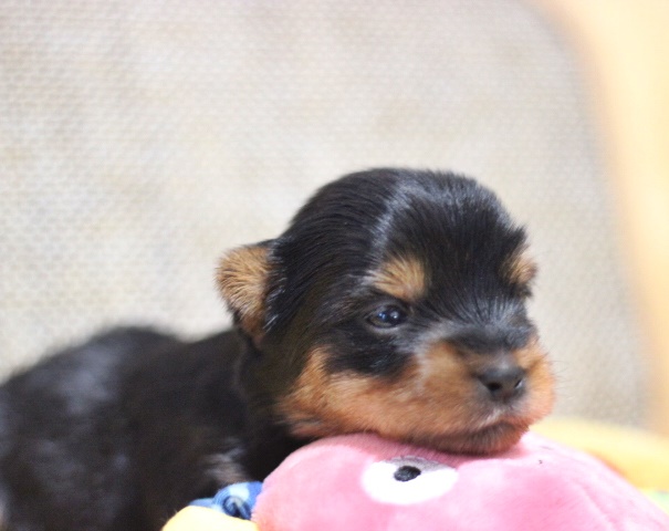 ヨーキー子犬