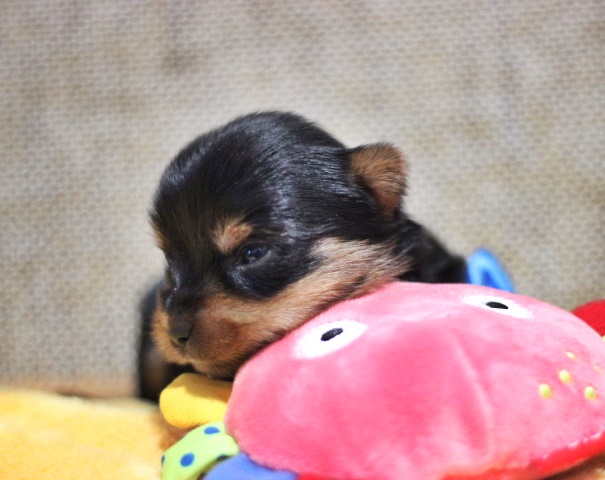 ヨーキー子犬