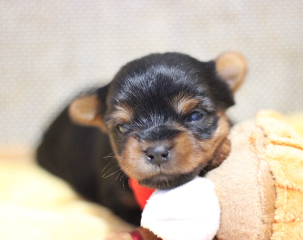 ヨーキー子犬