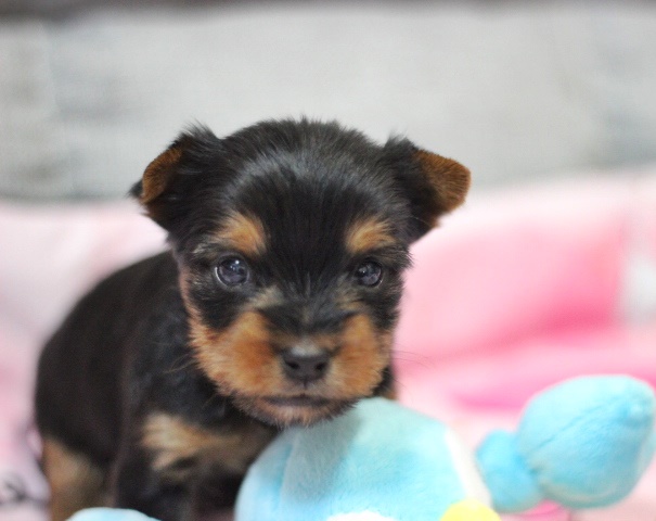 ヨーキー子犬