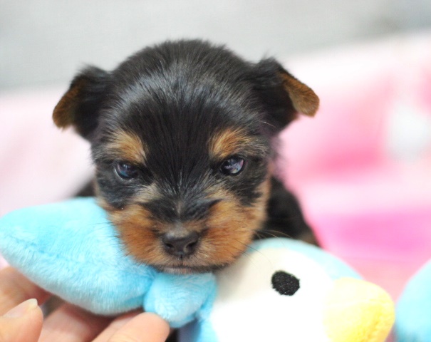 1月9日生　一休くん