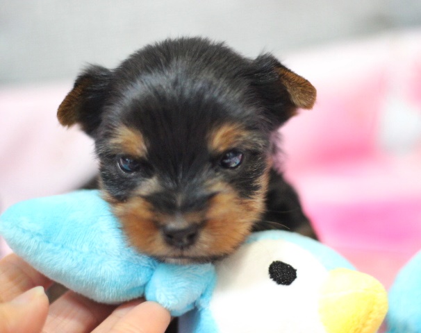 ヨーキー子犬