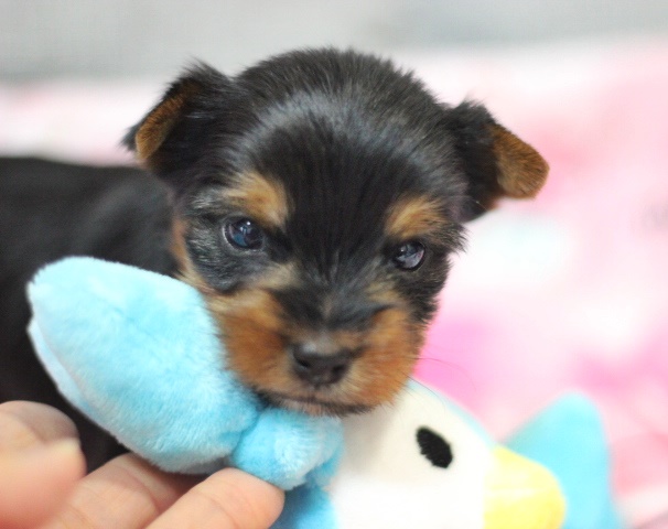 ヨーキー子犬
