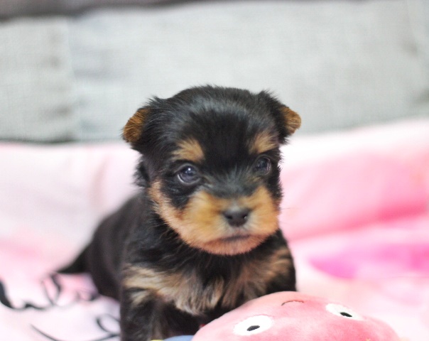ヨーキー子犬