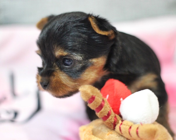 ヨーキー子犬