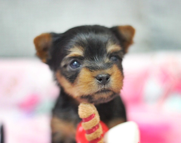 ヨーキー子犬