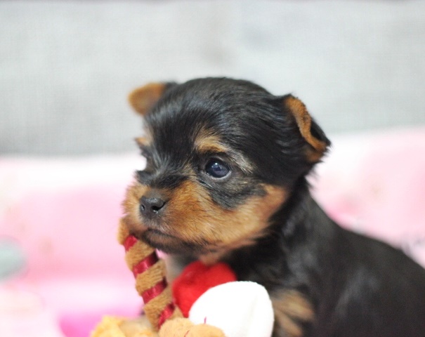 1月9日生　にこちゃん