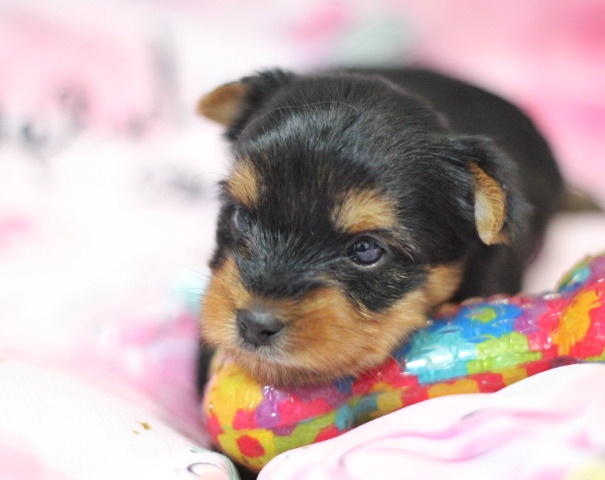 ヨーキー子犬