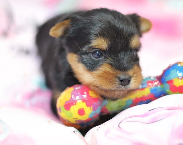 ヨーキー子犬