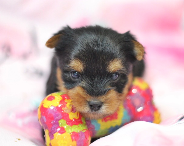 ヨーキー子犬
