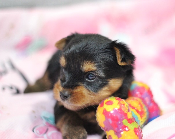 1月9日生　みこちゃん