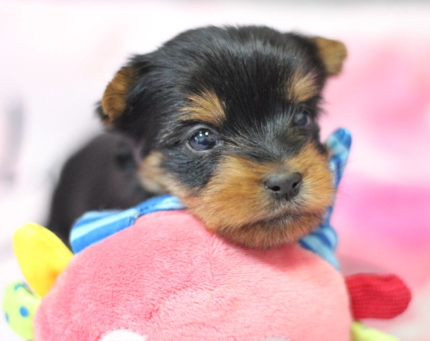 ヨーキー子犬