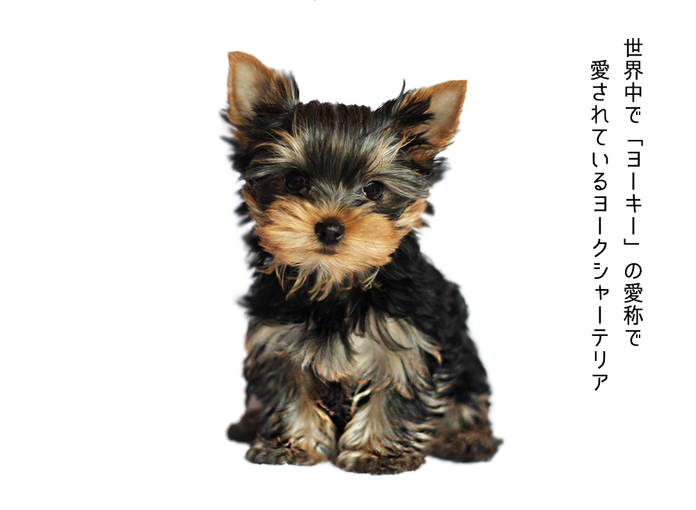 ヨークシャーテリア専門 ブリーダーとヨーキーの子犬紹介サイト ディアヨーキー