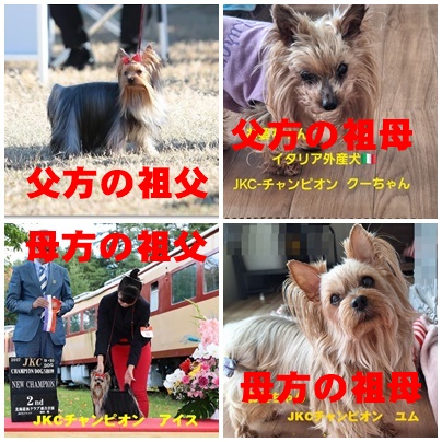 8月2日生　なっちゃん　🍀売約済🍀